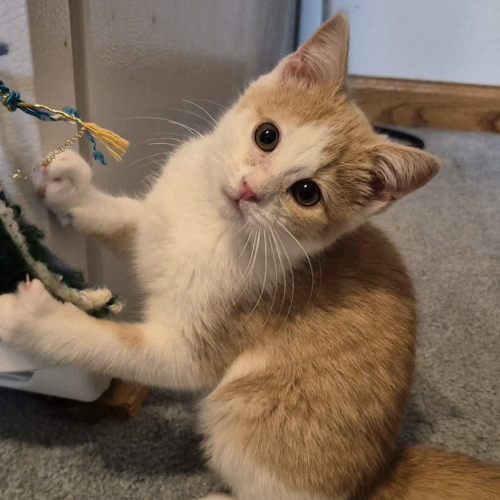 Tessa, adopted, Kitten Female Domestic Short Hair.