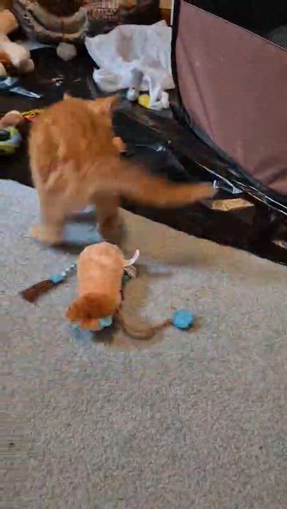 Enlarge Tessa, an adopted Domestic Short Hair in Delta, OH video 5/5