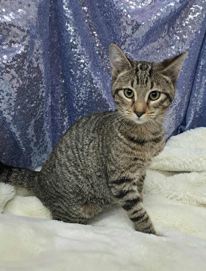 Enlarge Baguette, a Adopted Domestic Short Hair in Clarkesville, GA image 1/1