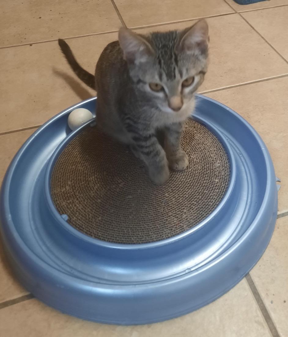 Enlarge Oliver, a ADOPTABLE Domestic Short Hair in Independence, MO image 5/6