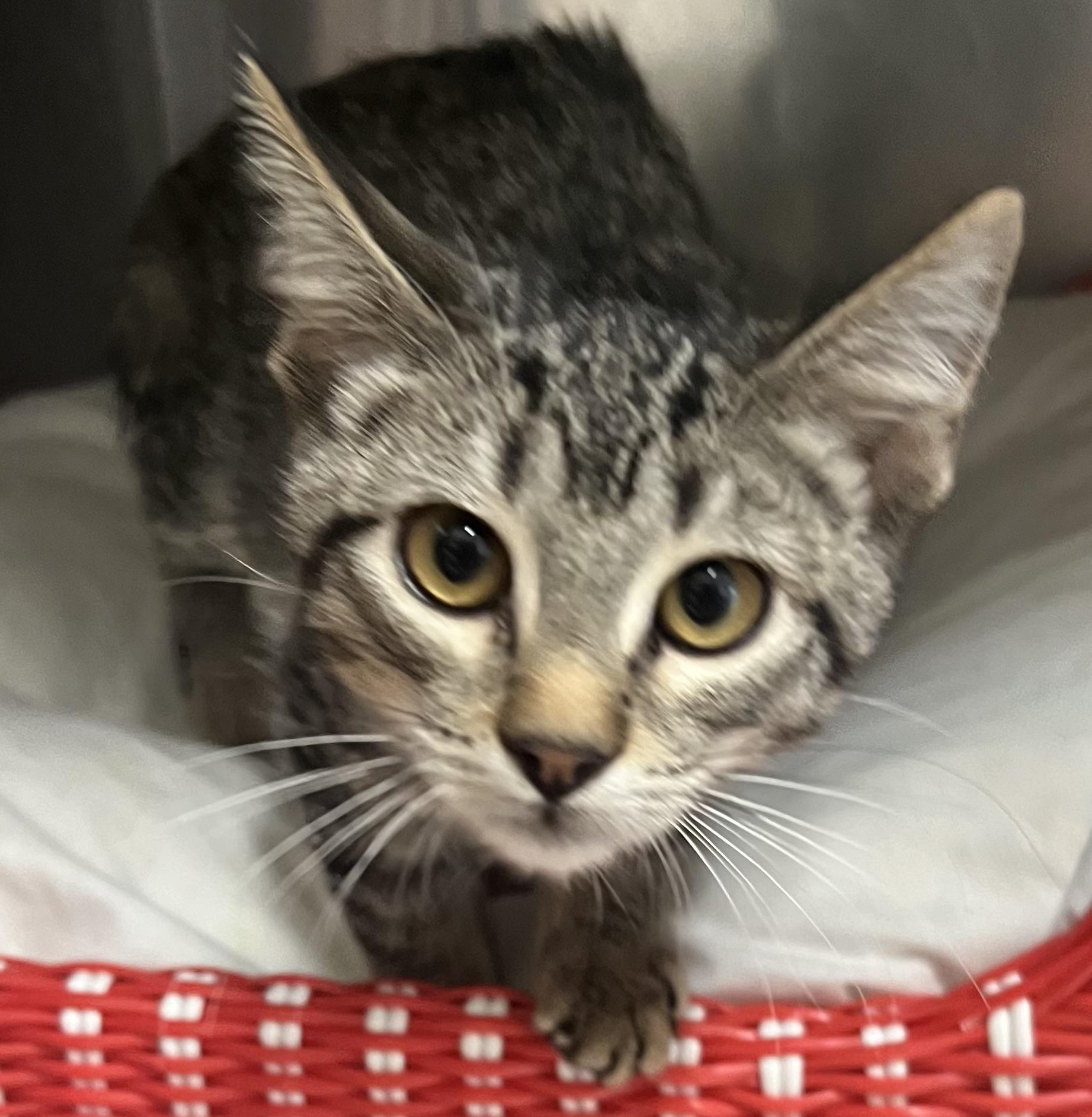 Enlarge Oliver, a ADOPTABLE Domestic Short Hair in Independence, MO image 2/3
