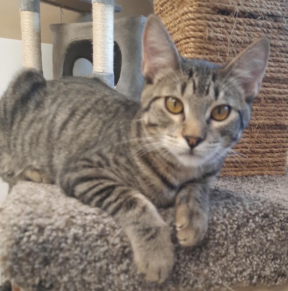 Enlarge Oliver, a ADOPTABLE Domestic Short Hair in Independence, MO image 6/6