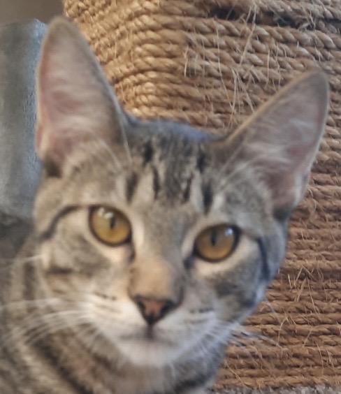 Enlarge Oliver, a ADOPTABLE Domestic Short Hair in Independence, MO image 1/6