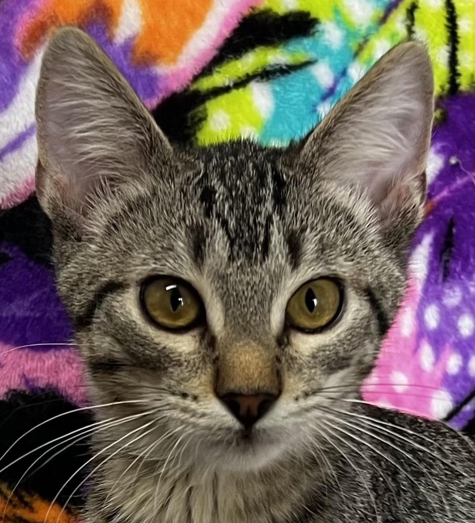 Enlarge Oliver, a ADOPTABLE Domestic Short Hair in Independence, MO image 1/3