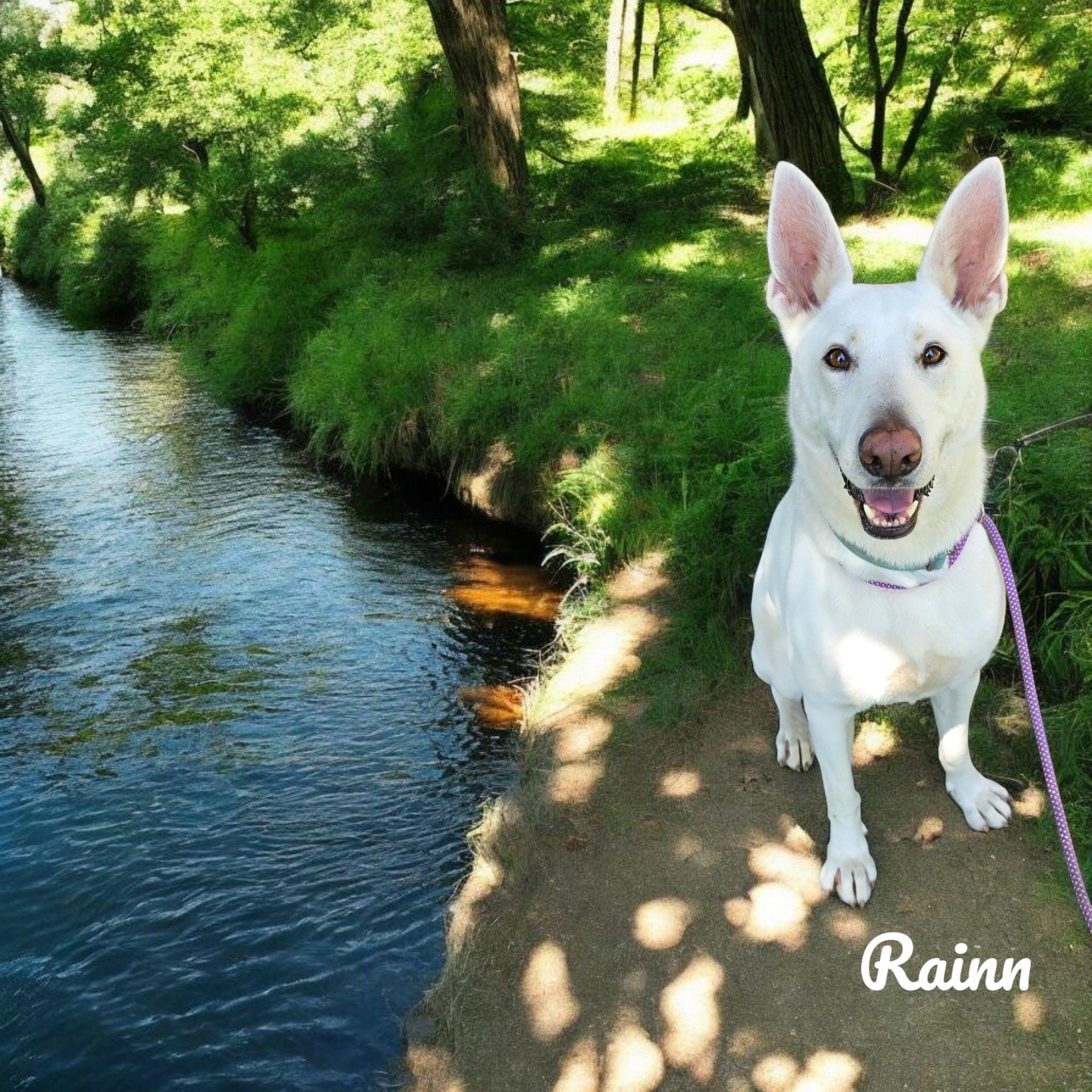 Rainn, a Adoptable White German Shepherd in Woodland, CA image 1/11