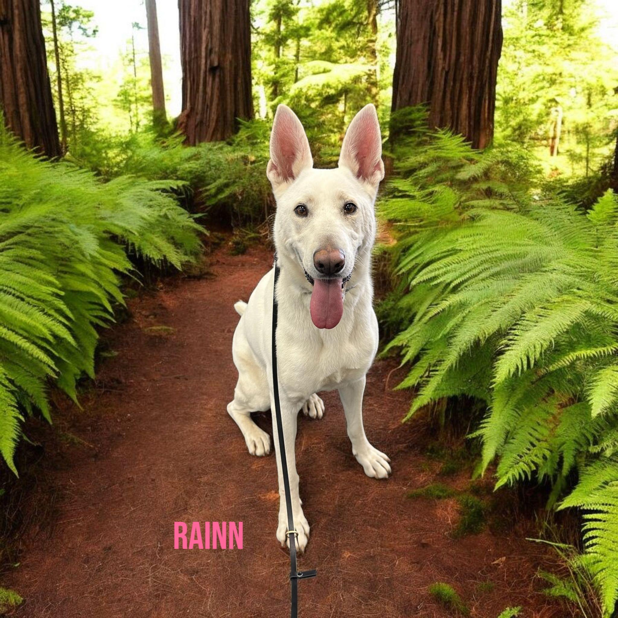 Rainn, an adoptable White German Shepherd in Woodland, CA, 95776 | Photo Image 8