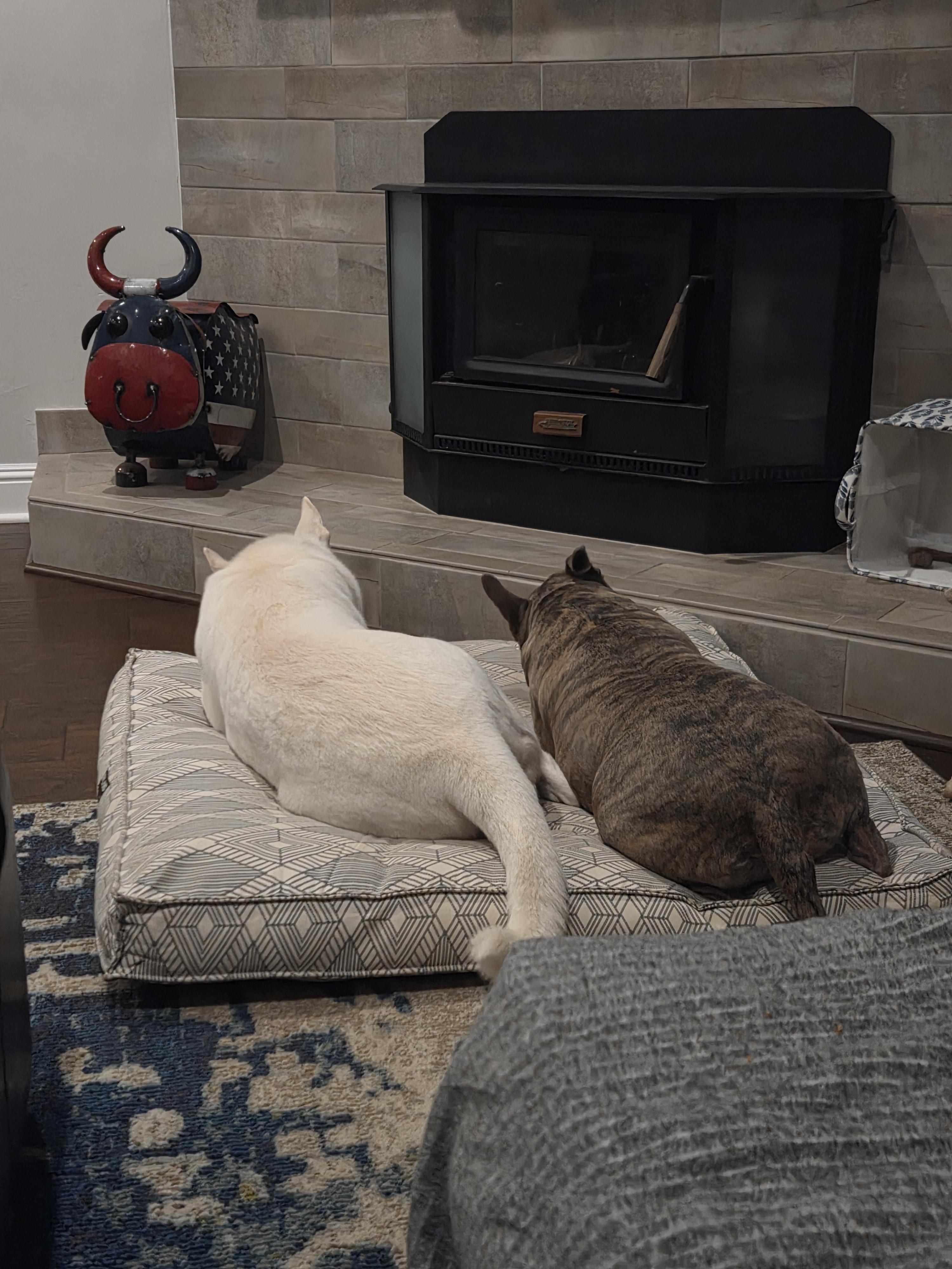 Enlarge Rainn, a Adoptable White German Shepherd in Woodland, CA image 6/6