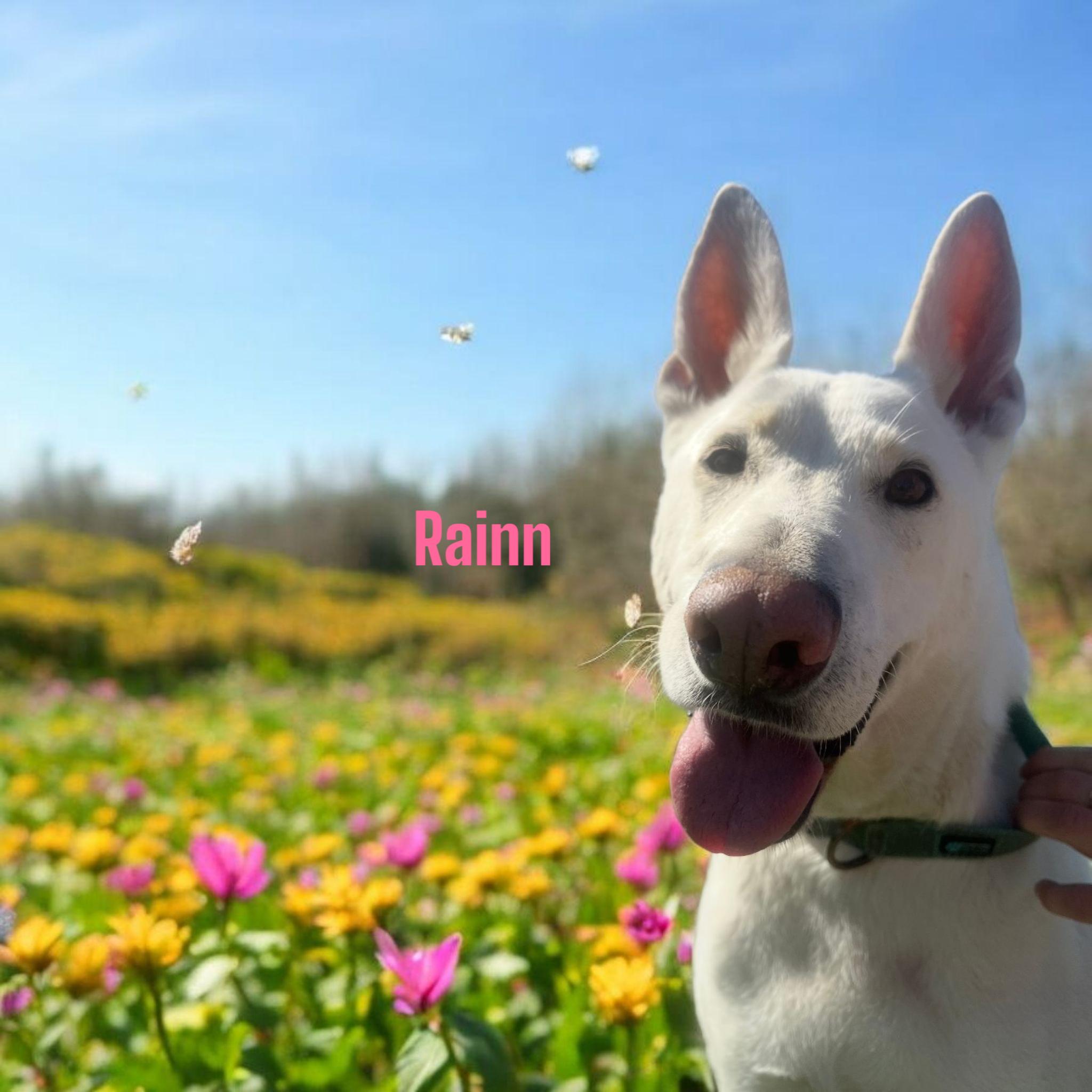 Enlarge Rainn, a Adoptable White German Shepherd in Woodland, CA image 7/11