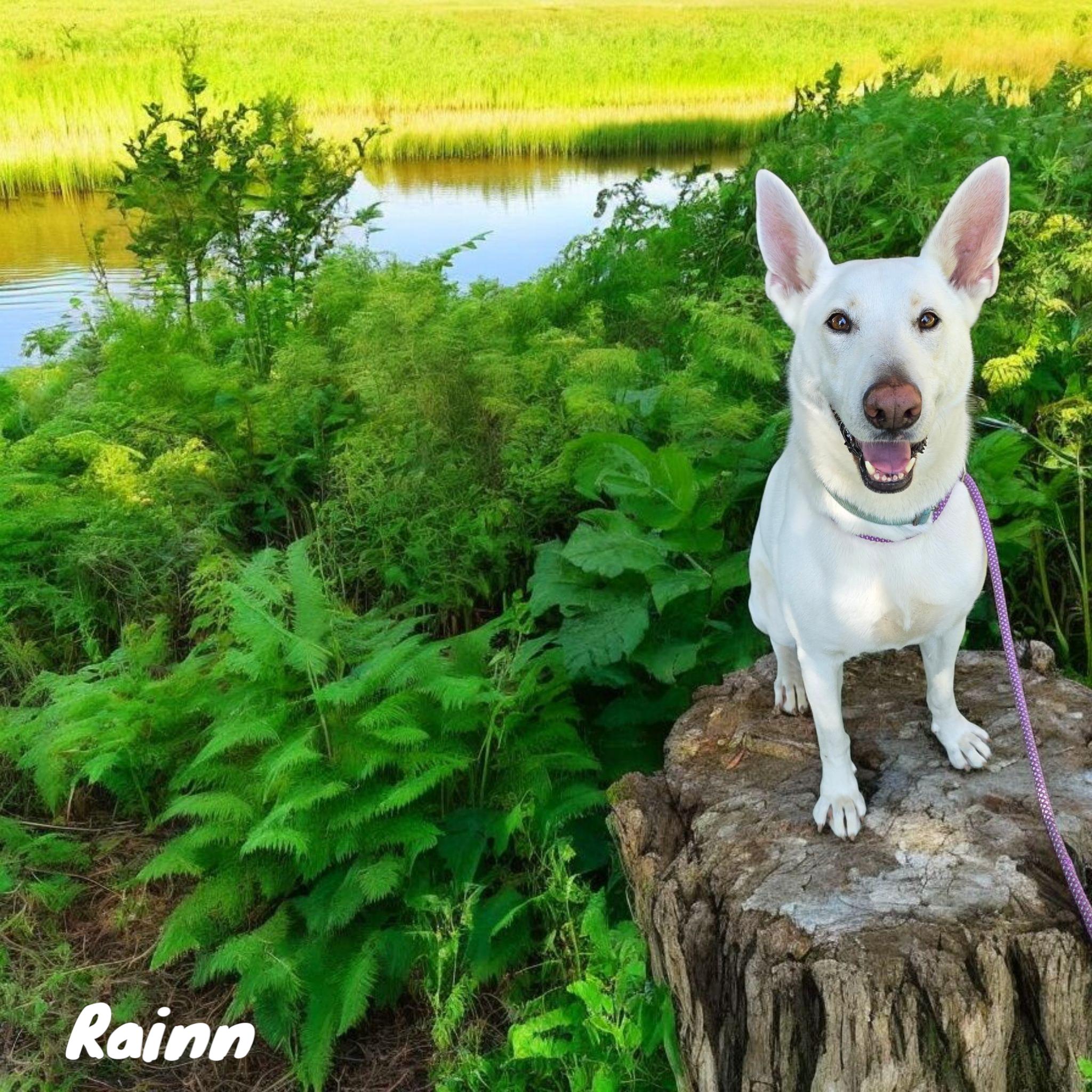 Rainn, an adoptable White German Shepherd in Woodland, CA, 95776 | Photo Image 10