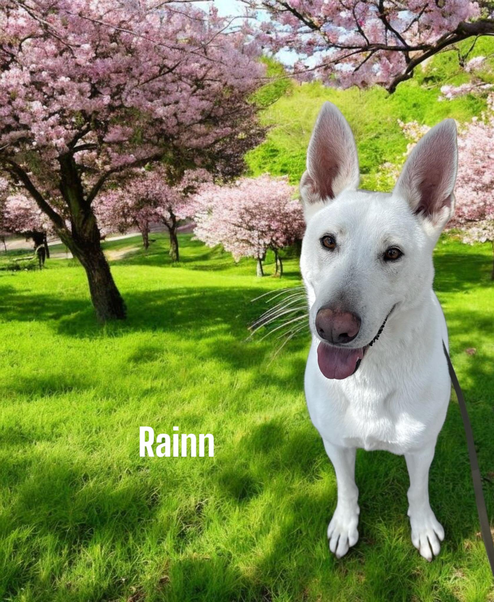 Rainn, a Adoptable White German Shepherd in Woodland, CA image 2/11