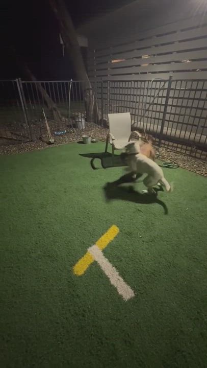 Enlarge Rainn, a Adoptable White German Shepherd in Woodland, CA video 5/11