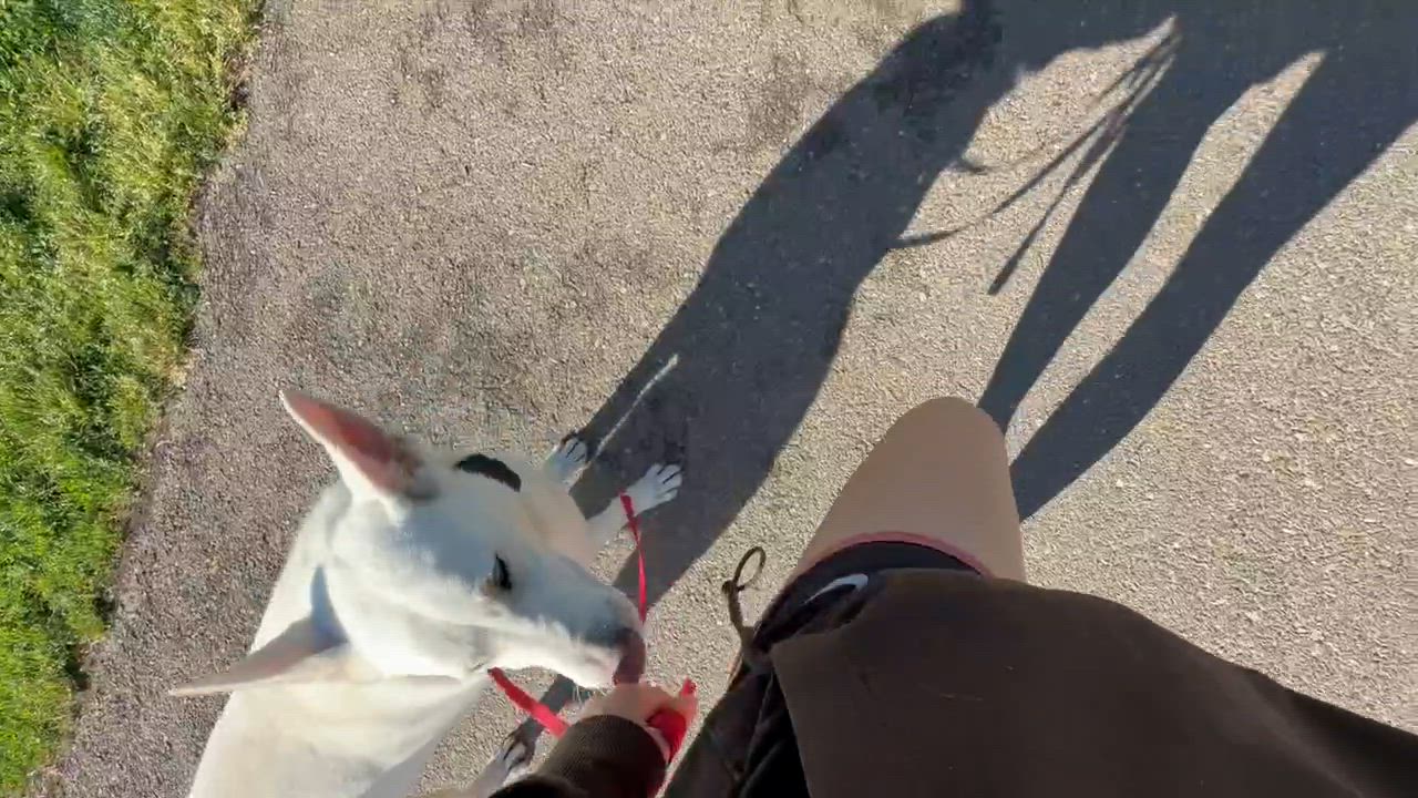 Enlarge Rainn, a Adoptable White German Shepherd in Woodland, CA video 5/6