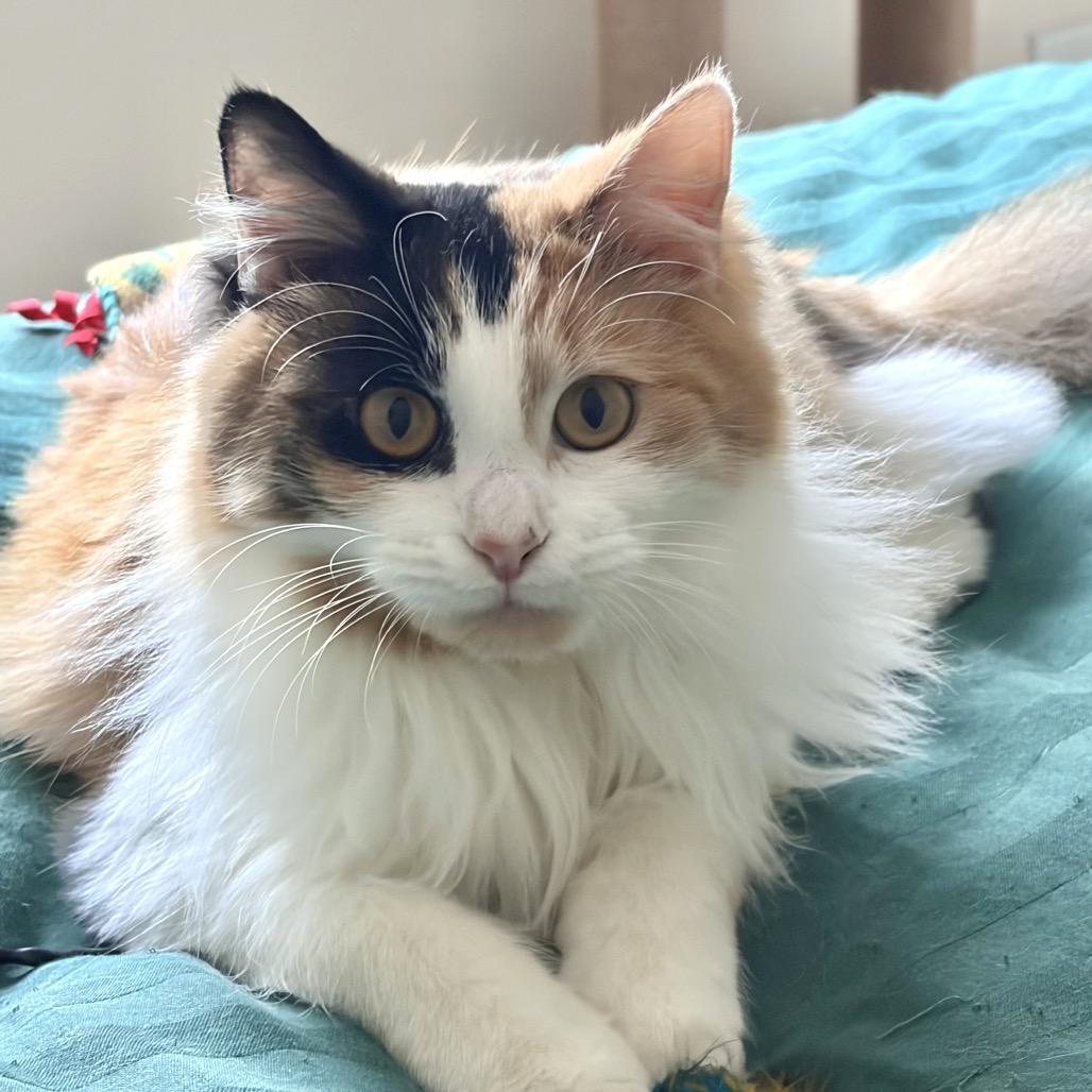 Enlarge Echo, a Adoptable Domestic Medium Hair in Chapel Hill, NC image 1/4