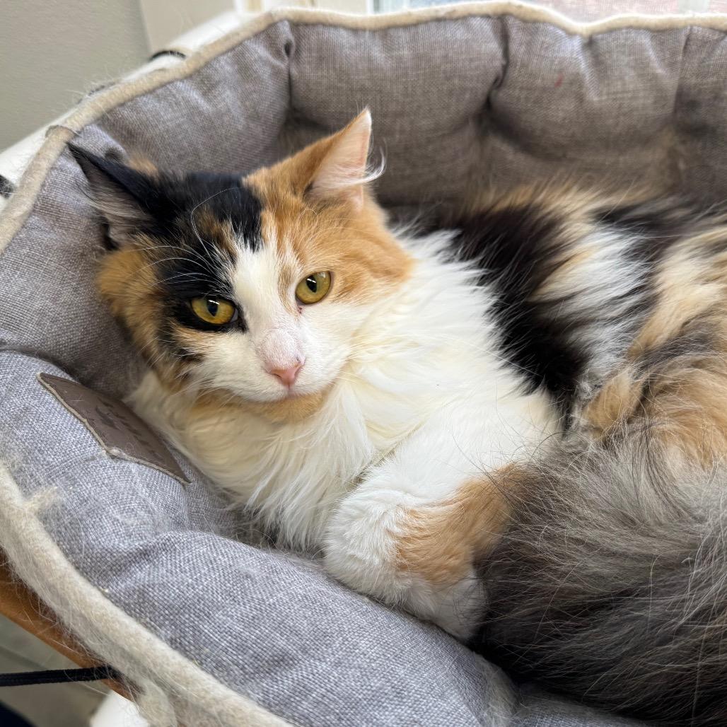 Enlarge Echo, a Adoptable Domestic Medium Hair in Chapel Hill, NC image 2/4