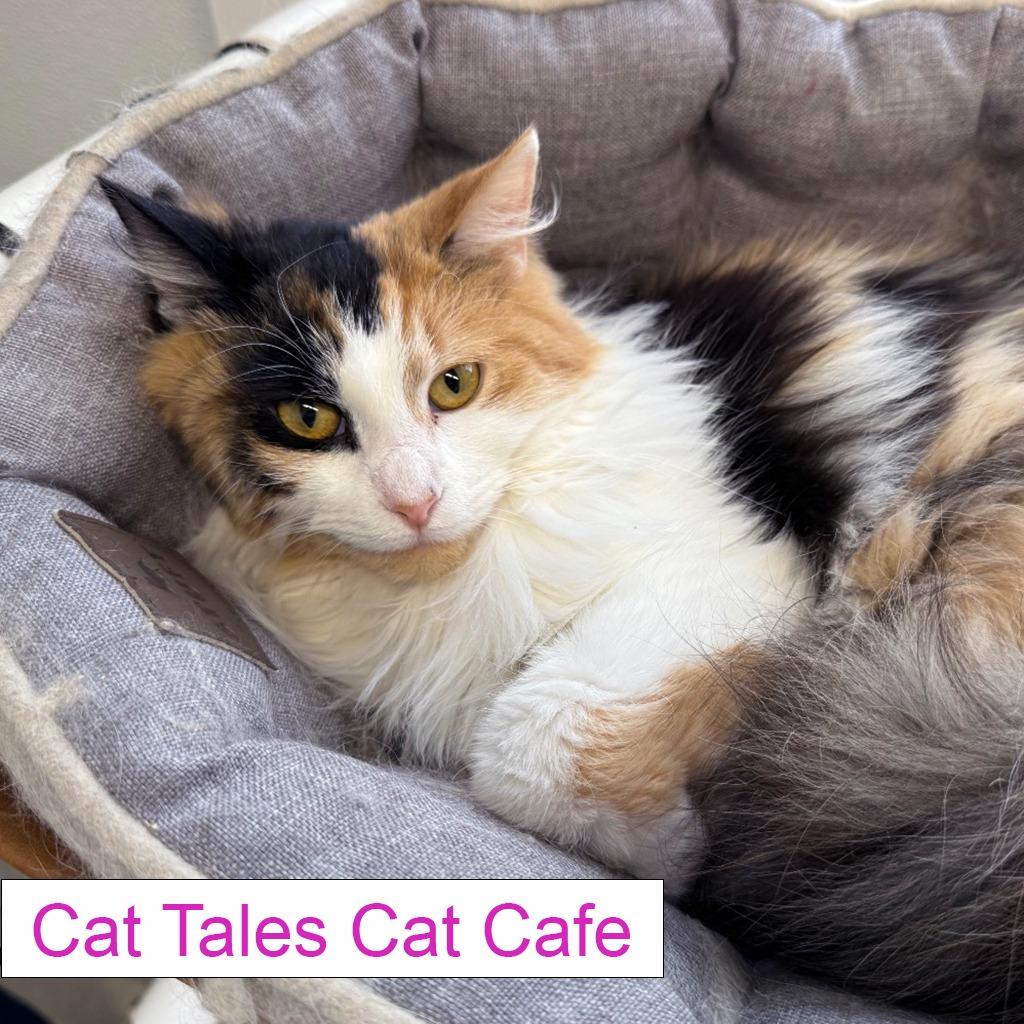 Enlarge Echo, a Adoptable Domestic Medium Hair in Chapel Hill, NC image 3/4