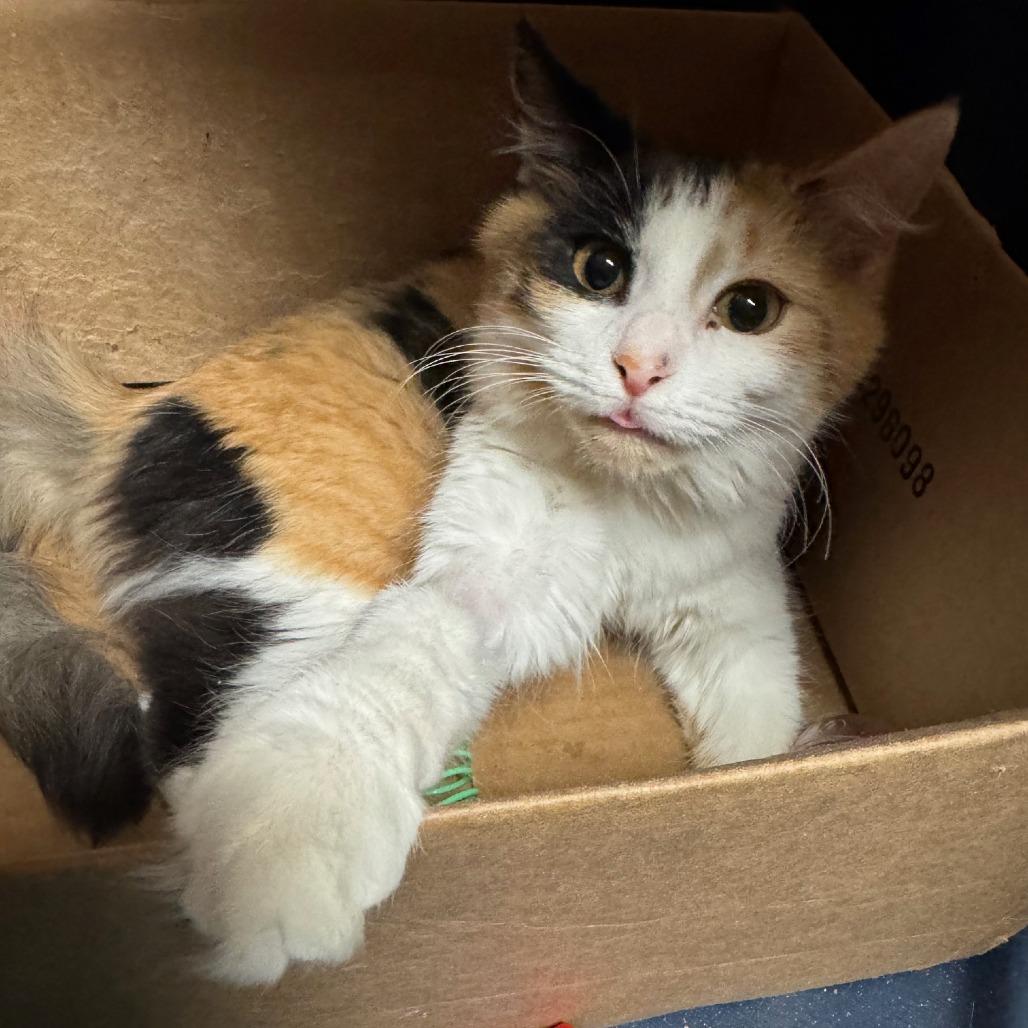 Enlarge Echo, a Adoptable Domestic Medium Hair in Chapel Hill, NC image 4/4