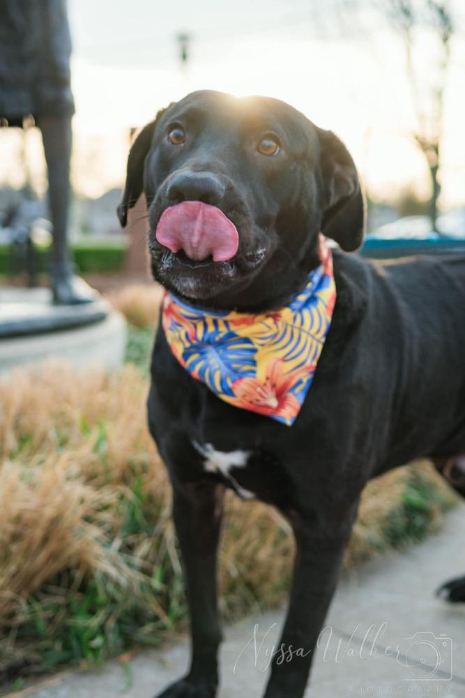 Forrest Gump, Adoptable, Young Male Labrador Retriever.