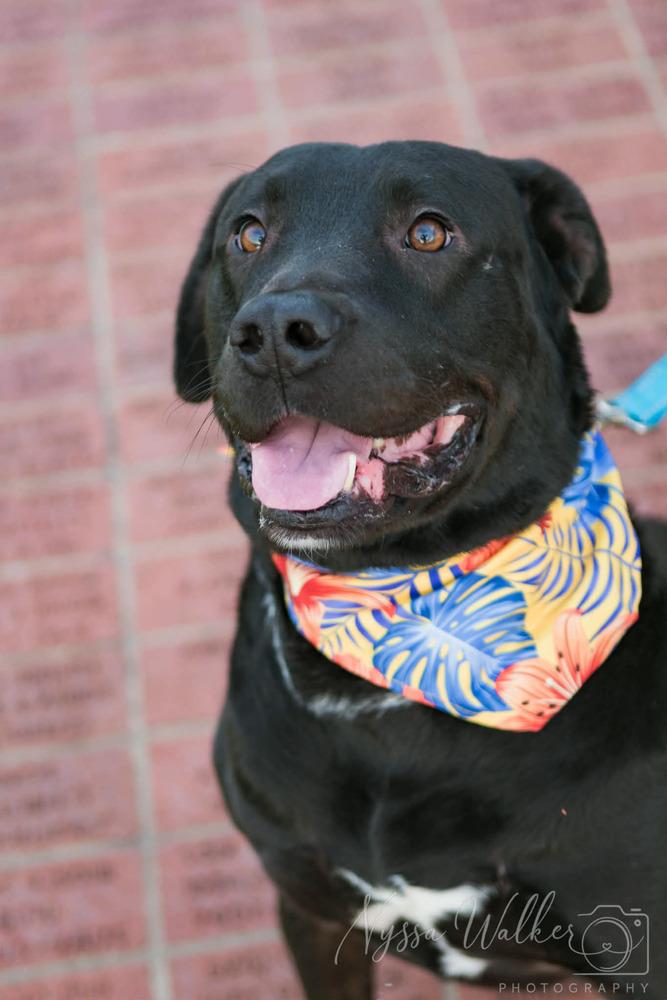 Enlarge Forrest Gump, a Adoptable mixed breed in TULSA, OK image 2/4