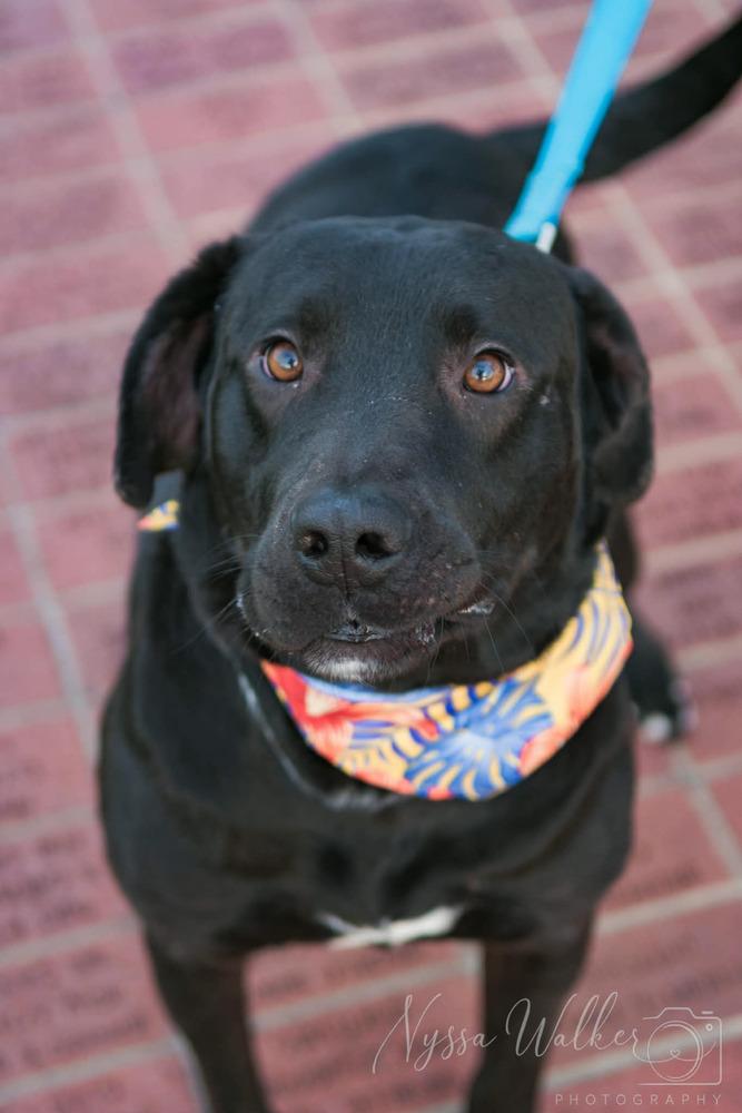 Enlarge Forrest Gump, a Adoptable mixed breed in TULSA, OK image 3/4