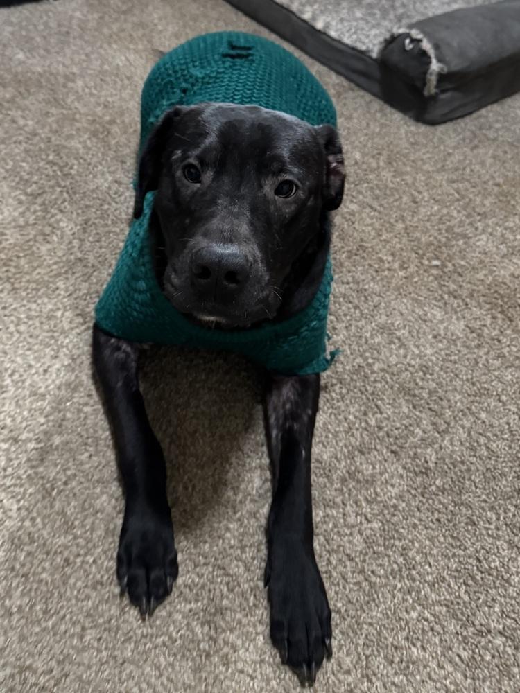 Forrest Gump, Adoptable, Young Male Labrador Retriever.