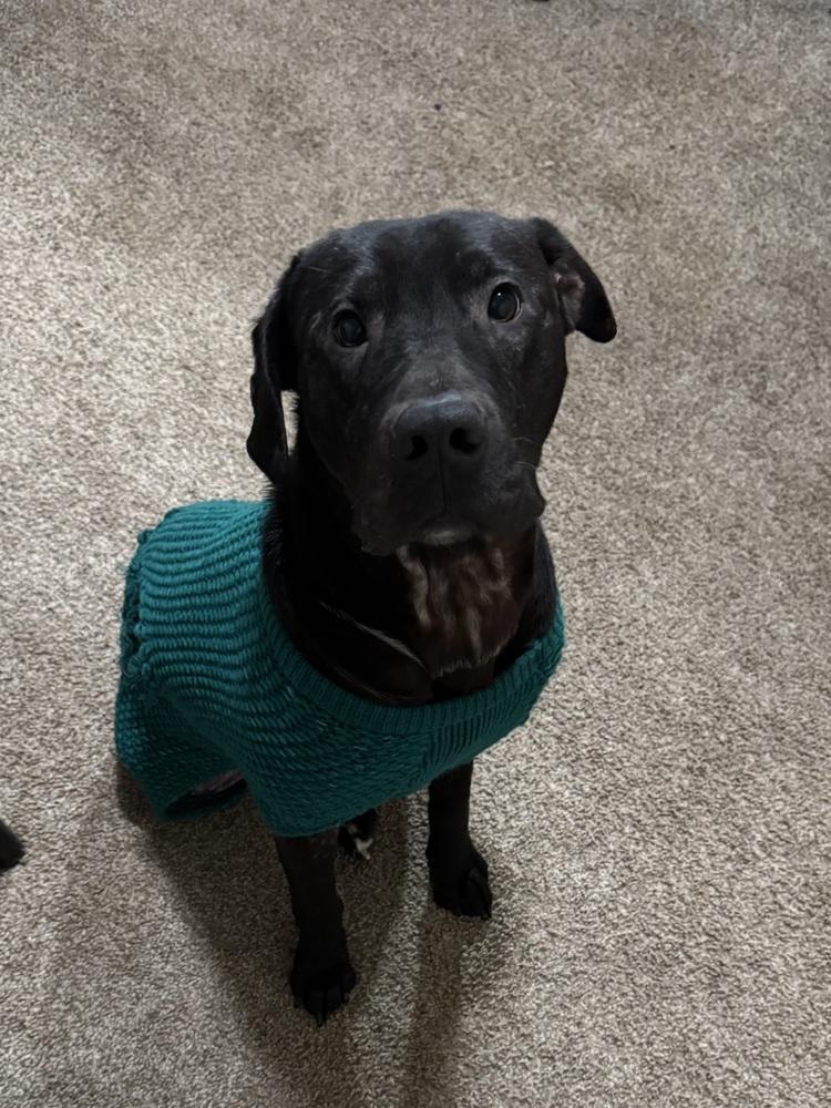 Forrest Gump, a Adoptable mixed breed in TULSA, OK image 2/2