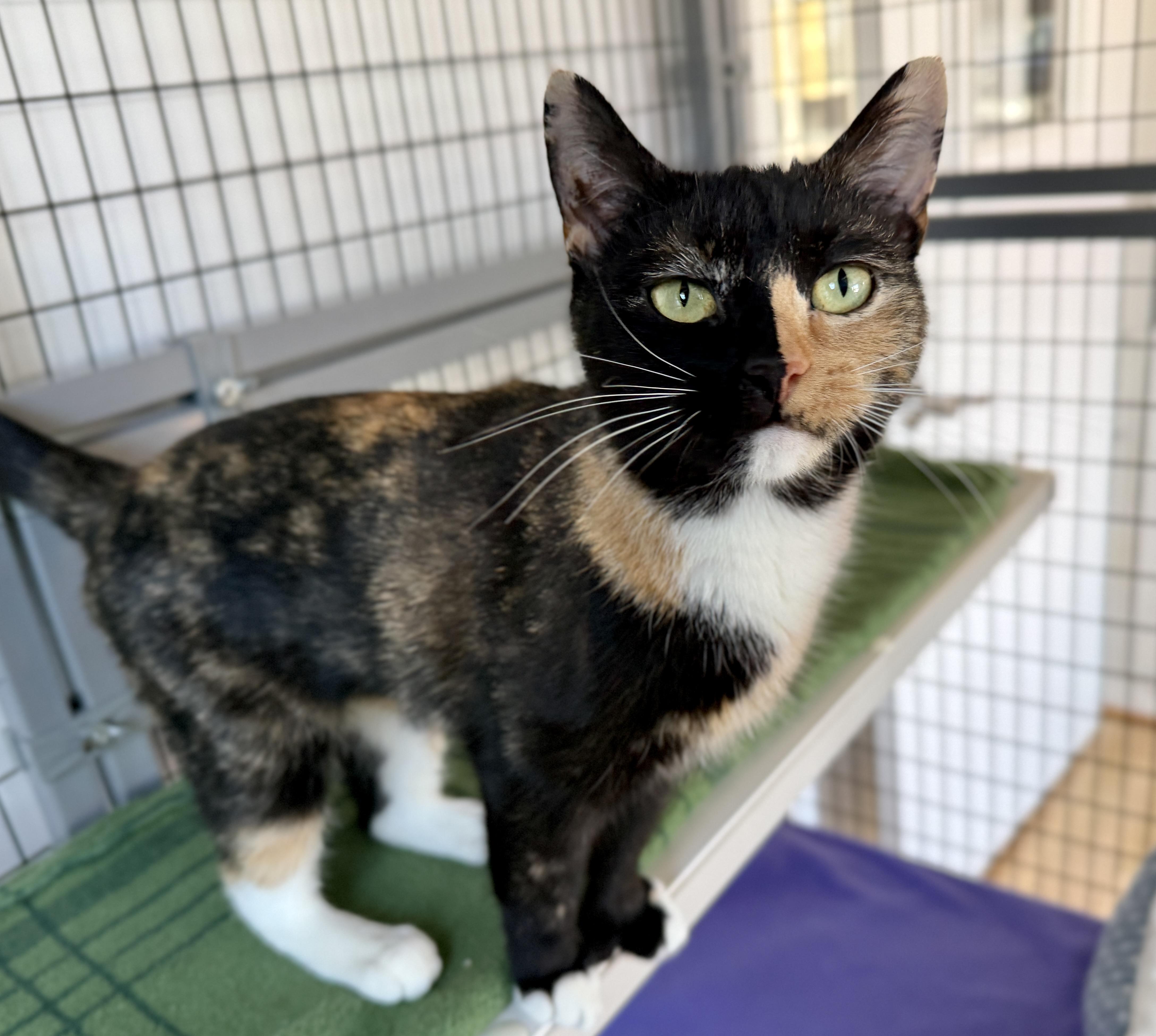 Enlarge Sugarplum, an adopted American Shorthair in Hull, MA image 2/6