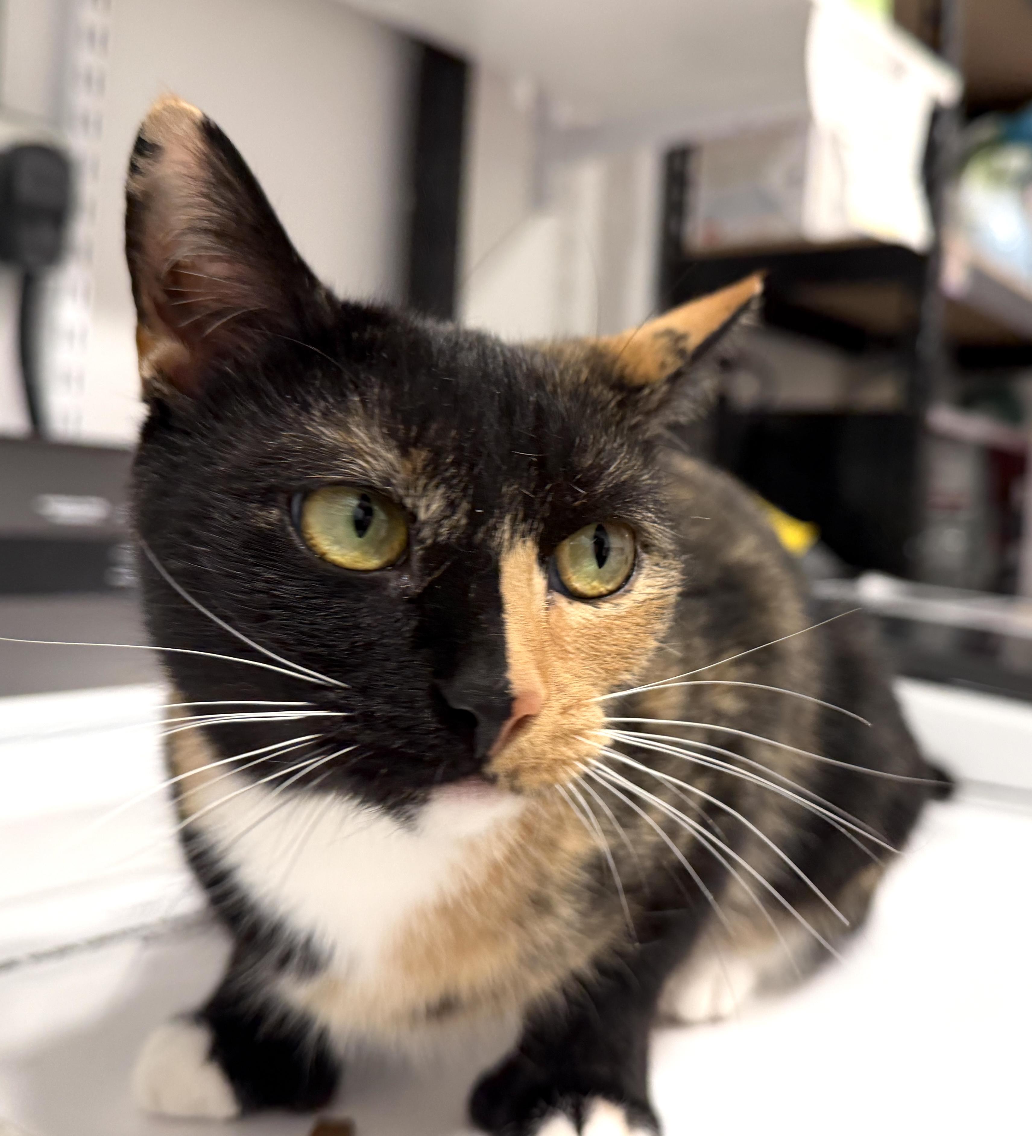 Enlarge Sugarplum, an adopted American Shorthair in Hull, MA image 4/6