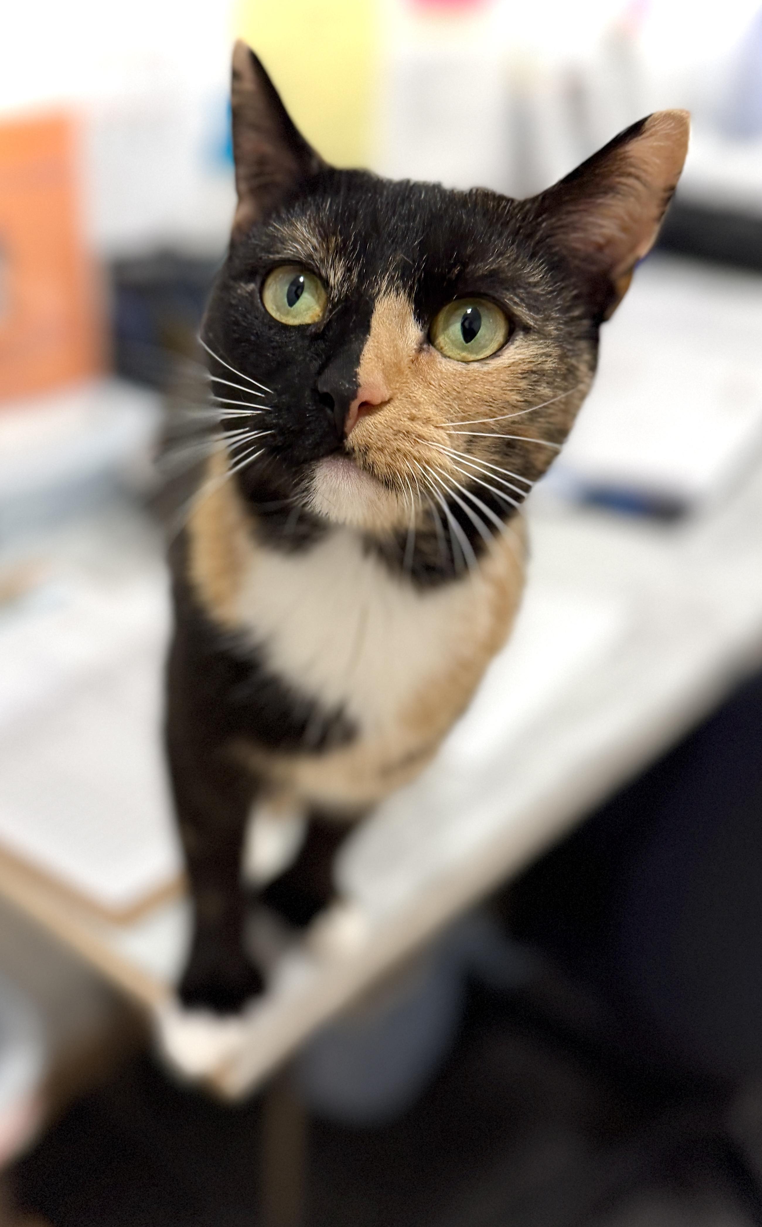 Sugarplum, ADOPTABLE, Young Female American Shorthair.