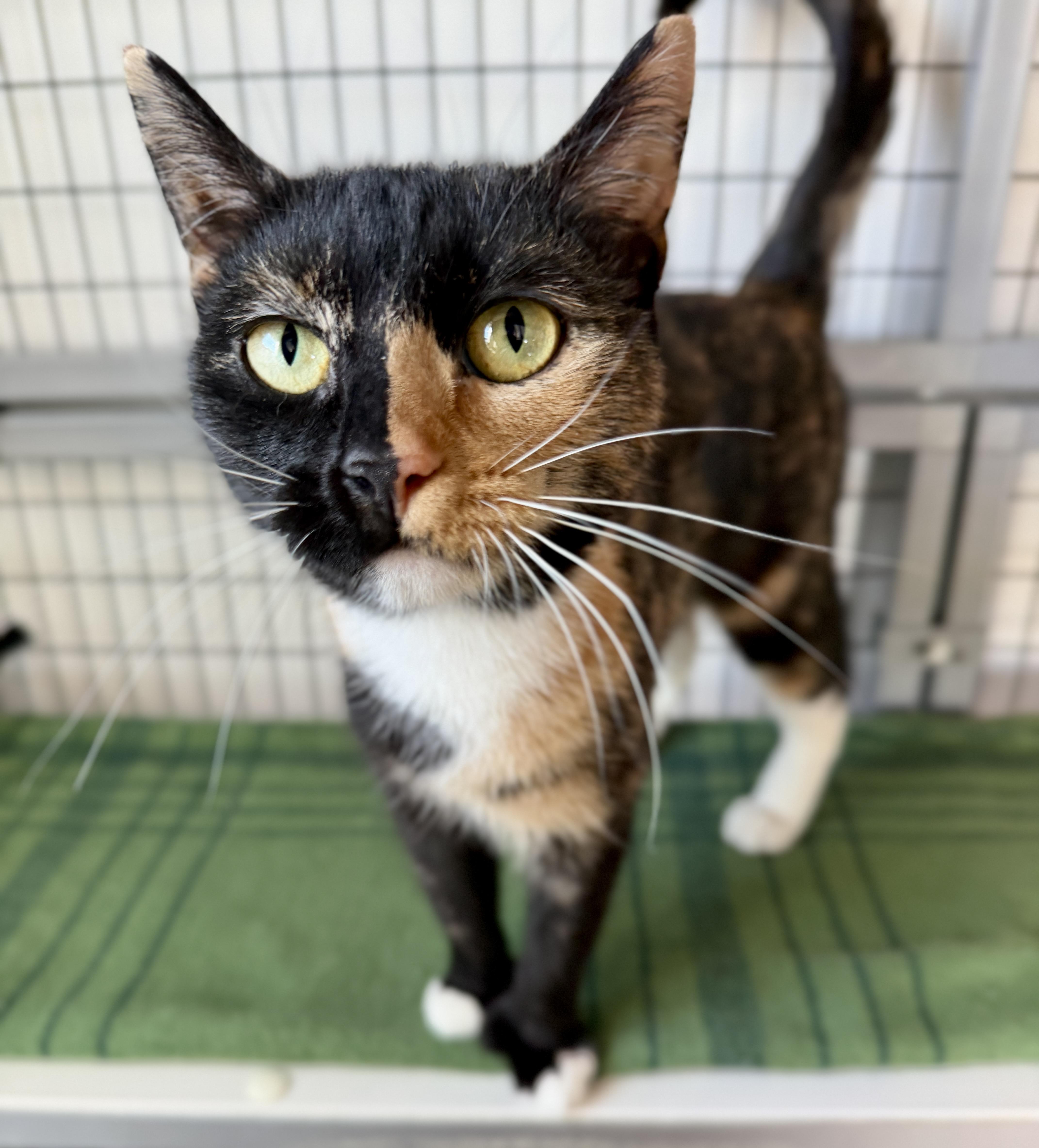 Enlarge Sugarplum, an adopted American Shorthair in Hull, MA image 5/6