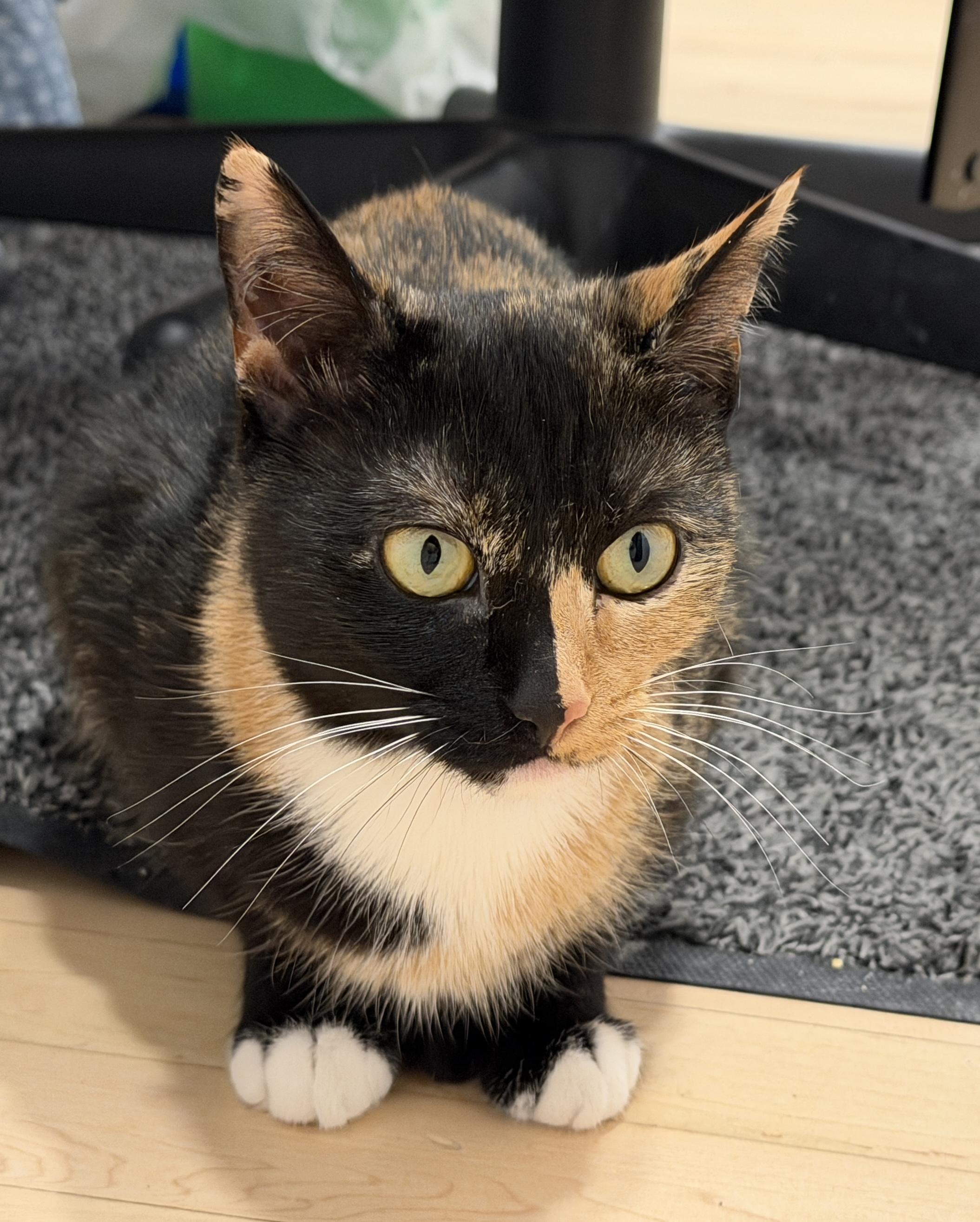 Enlarge Sugarplum, an adopted American Shorthair in Hull, MA image 6/6