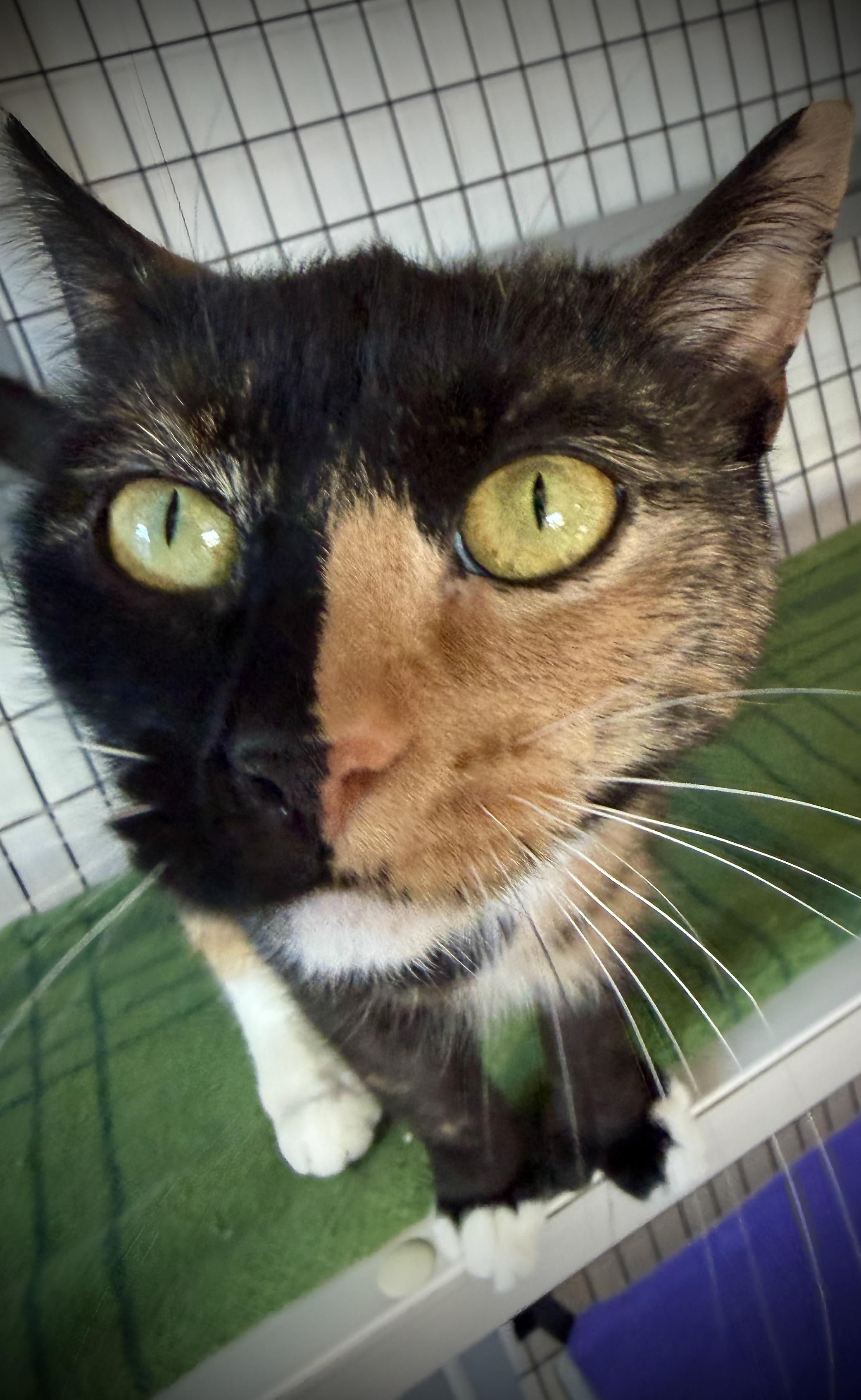 Sugarplum thumbnail 6