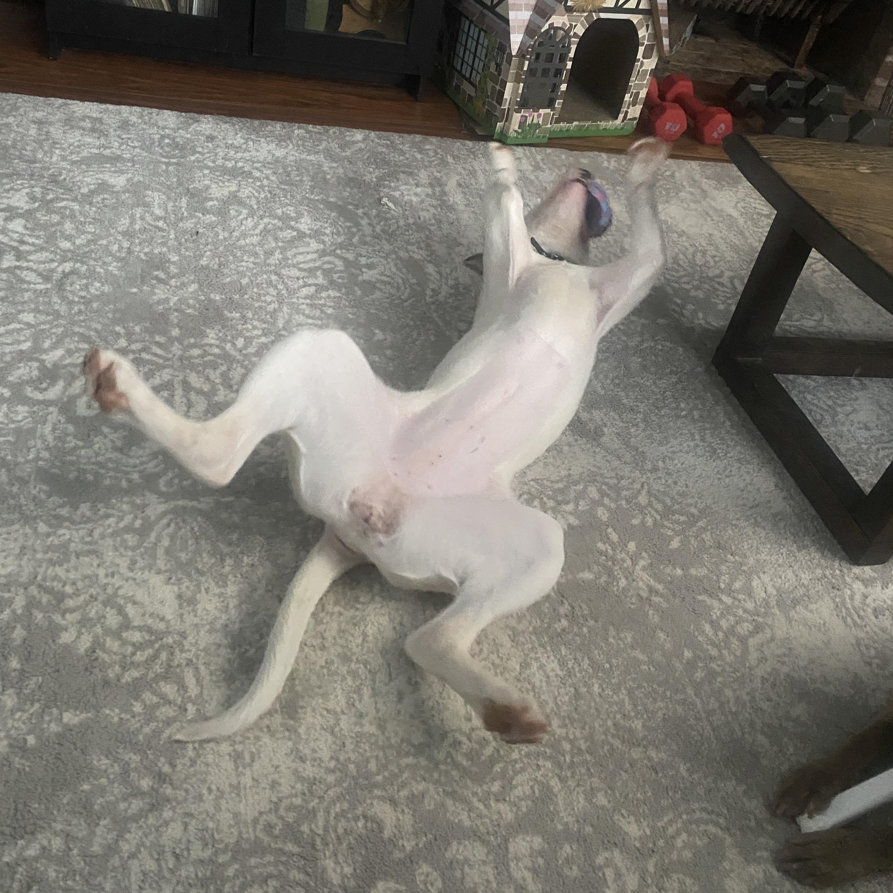 Enlarge Cassie, a Adoptable mixed breed in Oxford, MI image 3/6