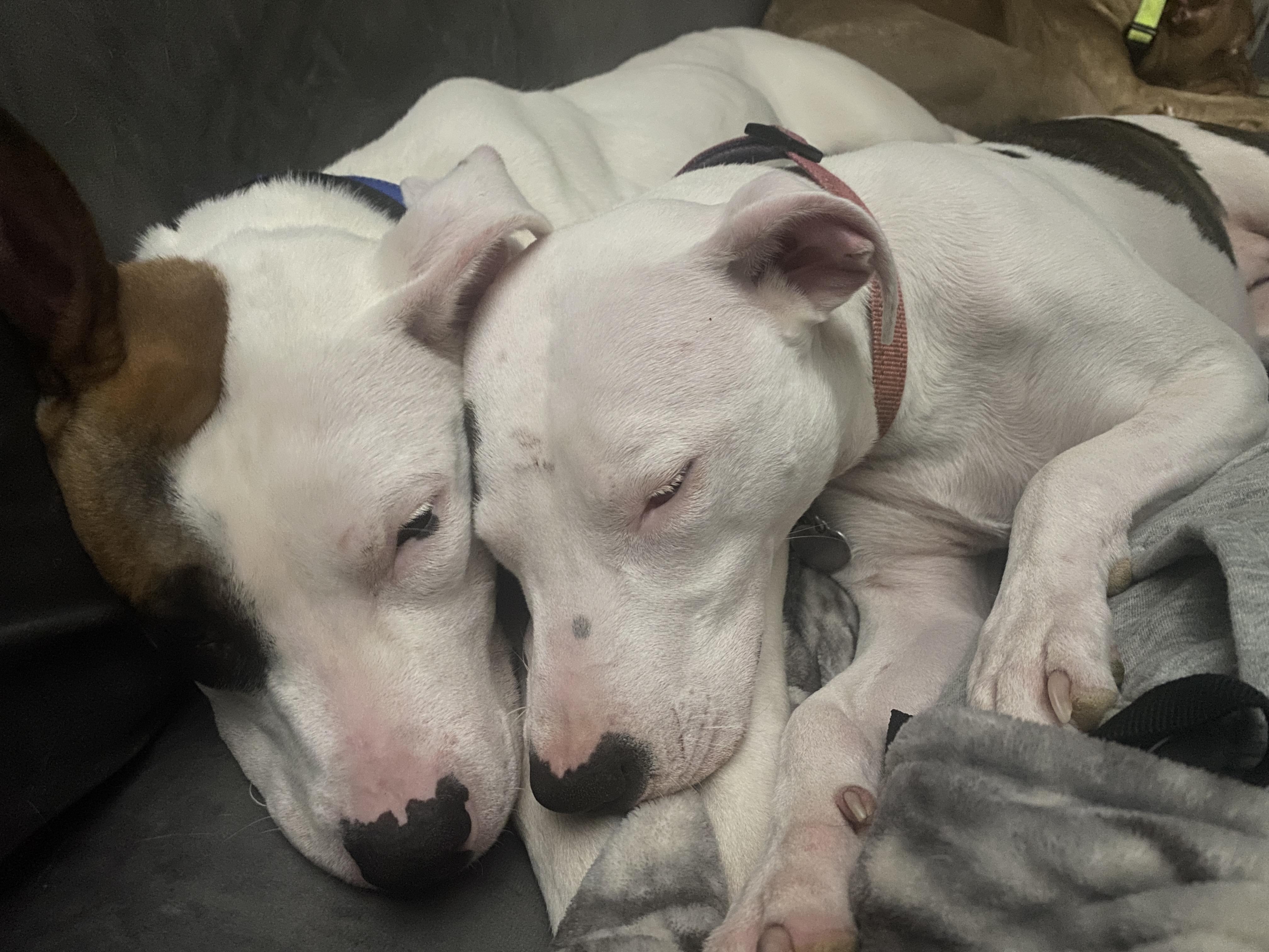 Enlarge Cassie, a Adoptable mixed breed in Oxford, MI image 2/6