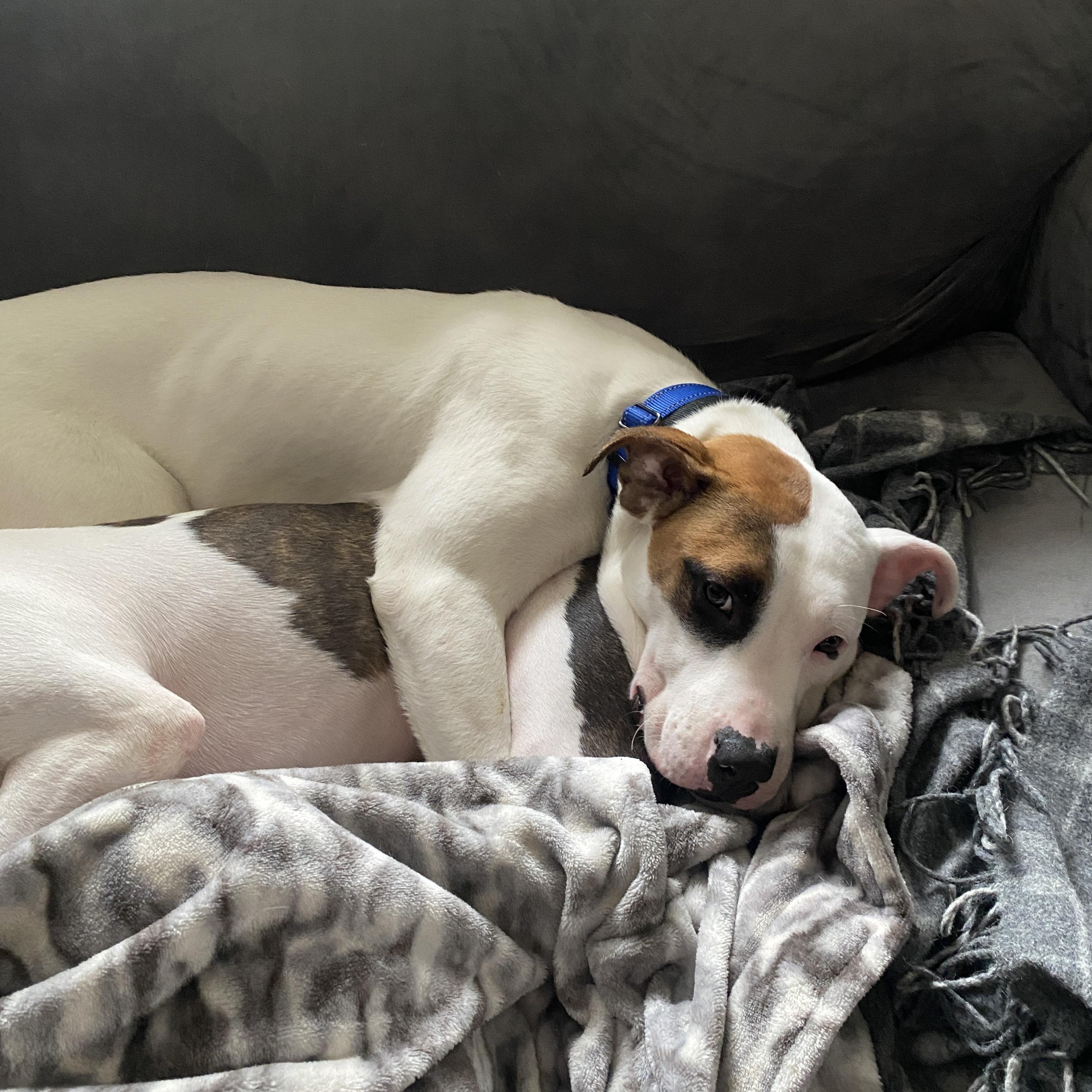 Enlarge Cassie, a Adoptable mixed breed in Oxford, MI image 4/6