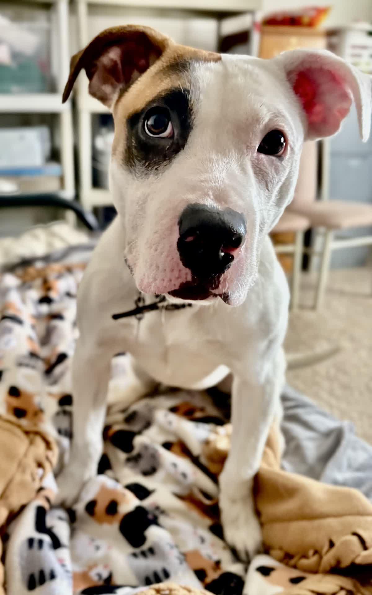 Enlarge Cassie, a Adoptable mixed breed in Oxford, MI image 5/6