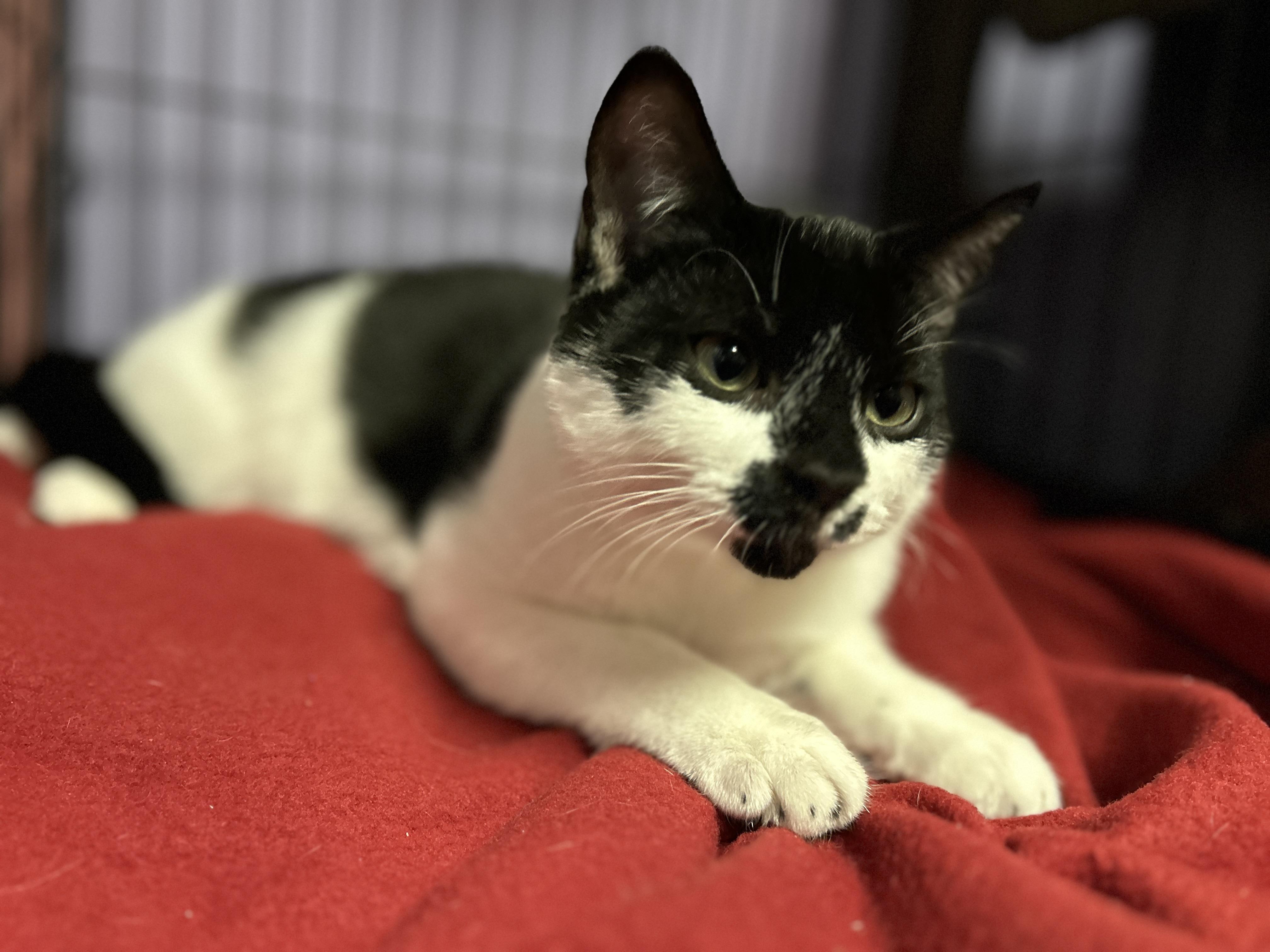 Rocket, Adoptable, Kitten Male Domestic Short Hair.