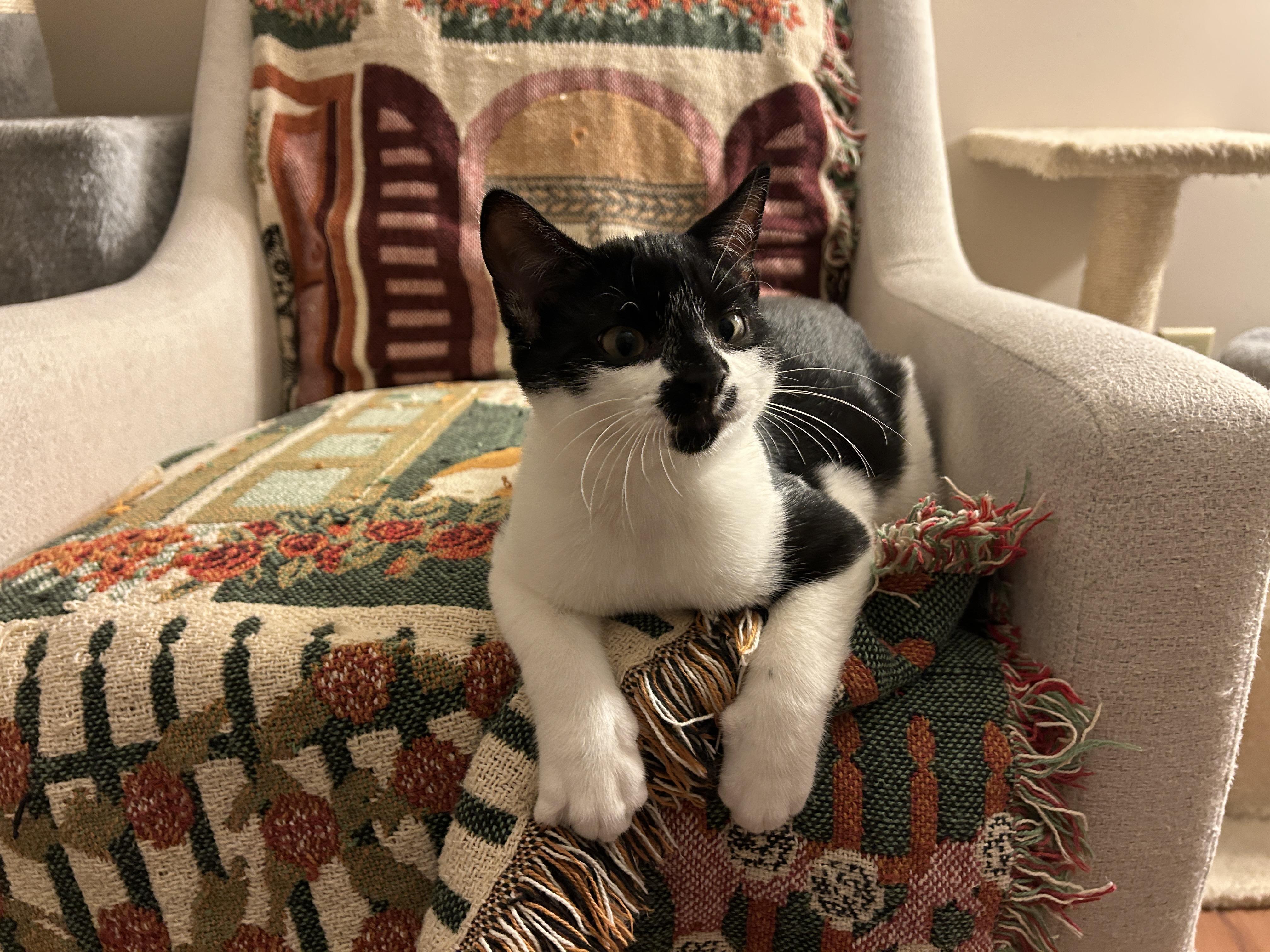 Rocket, Adoptable, Kitten Male Domestic Short Hair.