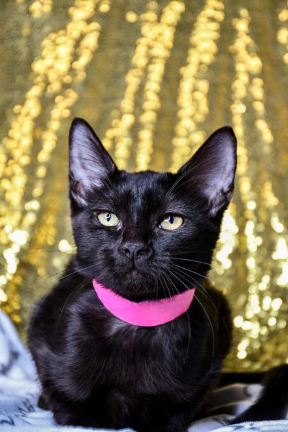 Brenda, Adoptable, Kitten Female Domestic Short Hair & Domestic Short Hair.