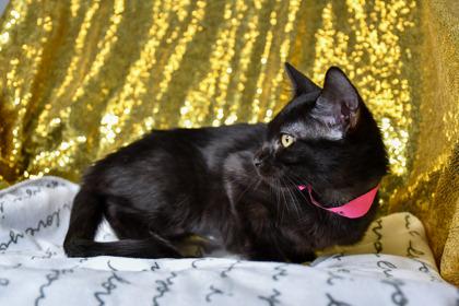 Enlarge Brenda, a Adoptable mixed breed in Yakima, WA image 2/3