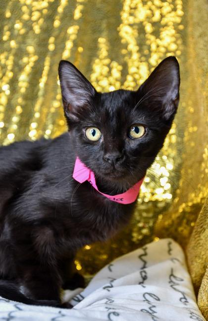 Enlarge Brenda, a Adoptable mixed breed in Yakima, WA image 3/3
