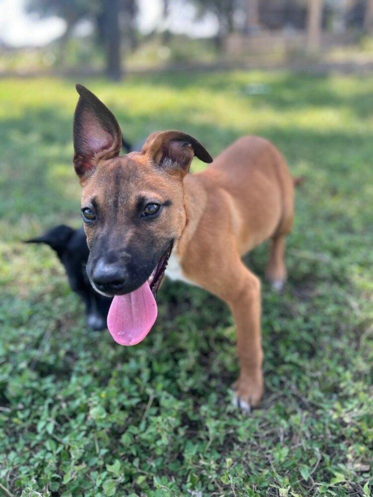Tank, Adoptable, Young Male Mixed Breed & Shepherd.