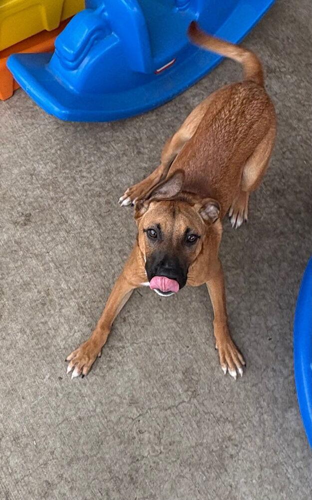 Enlarge Tank, a Adoptable mixed breed in Spokane, WA image 2/5