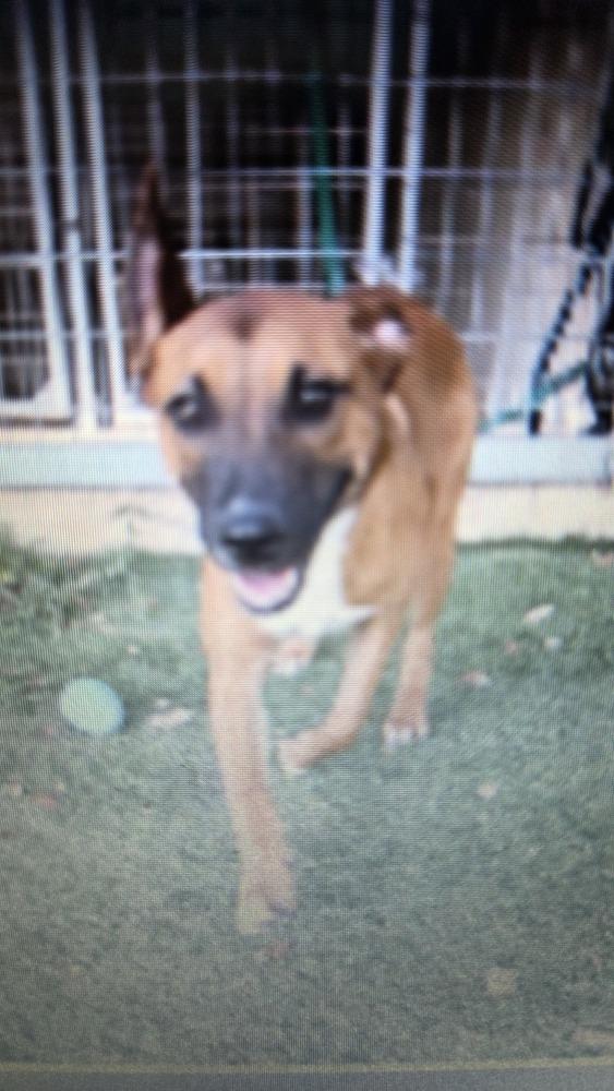 Enlarge Tank, a Adoptable mixed breed in Spokane, WA image 3/5