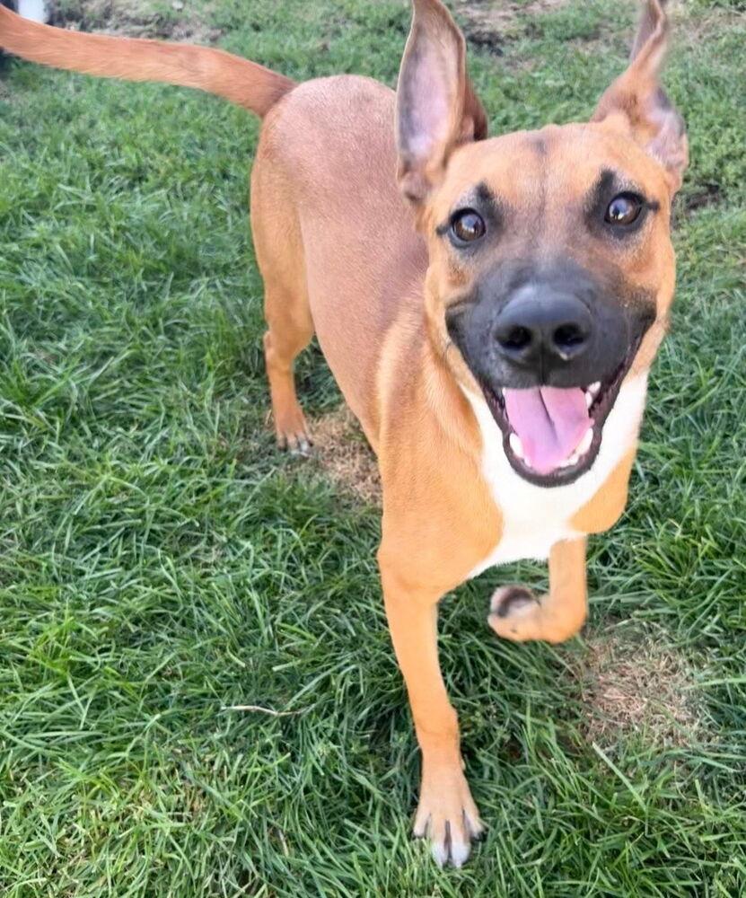 Enlarge Tank, a Adoptable mixed breed in Spokane, WA image 5/5