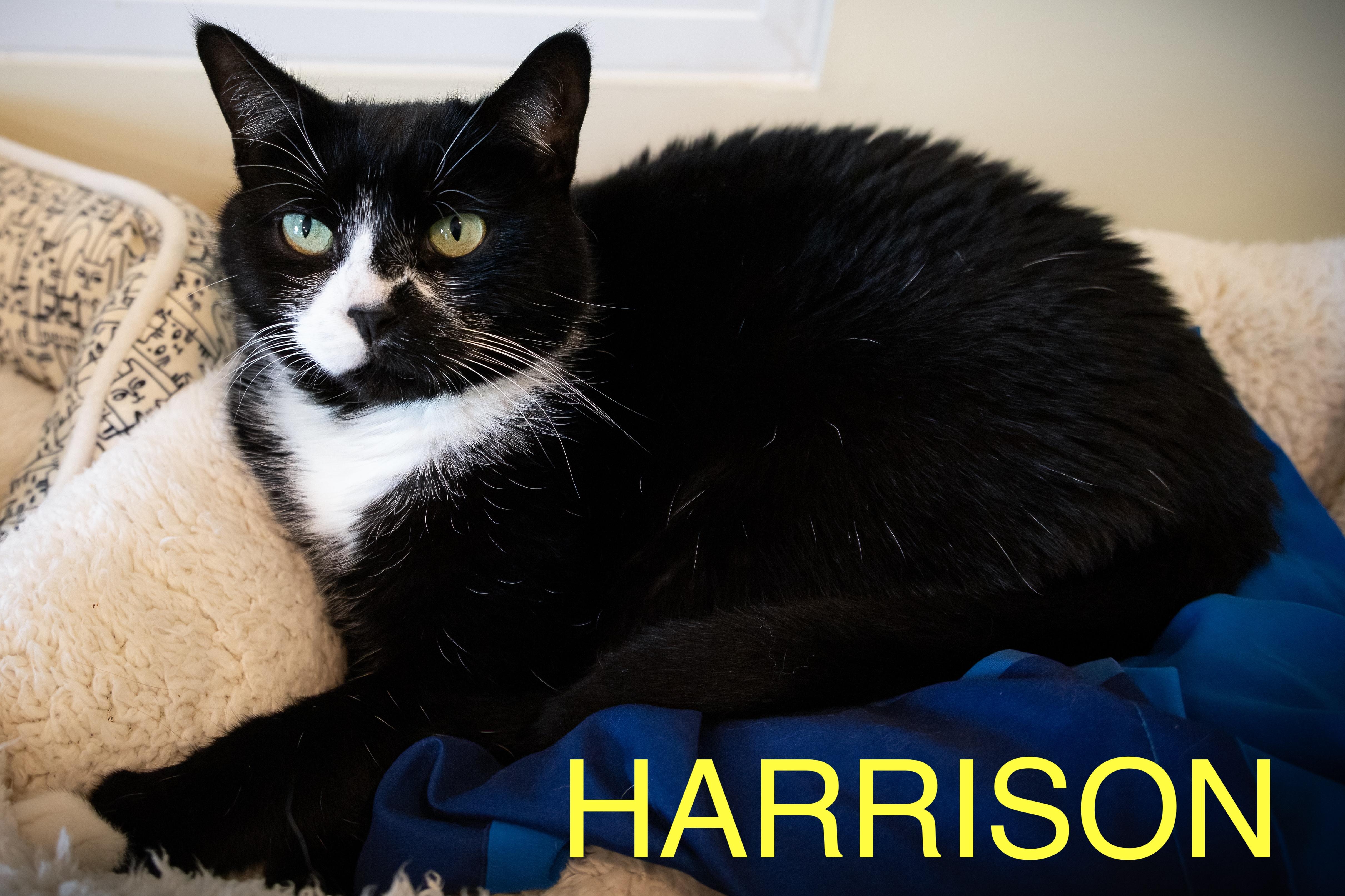 Harrison (FCID# 06/09/2025 - 6 Trainer) C 4