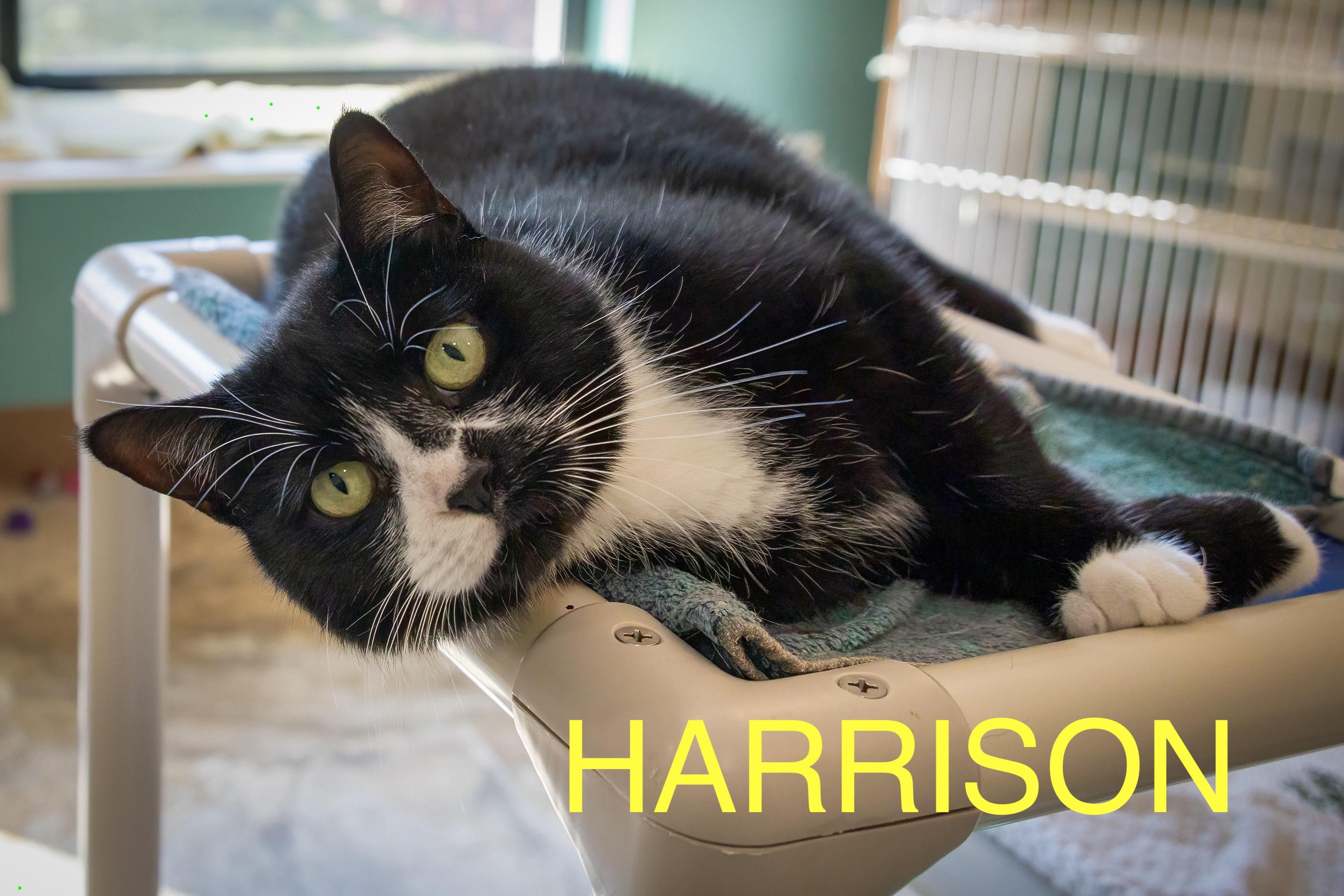 Harrison (FCID# 06/09/2025 - 6 Trainer) C 2
