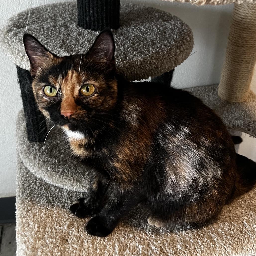 Tigress, Adoptable, Adult Female Domestic Short Hair.