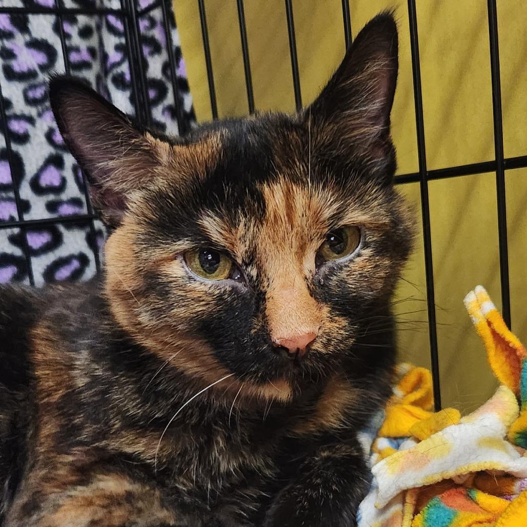 Enlarge Tigress, a Adoptable Domestic Short Hair in Brighton, MO image 2/6