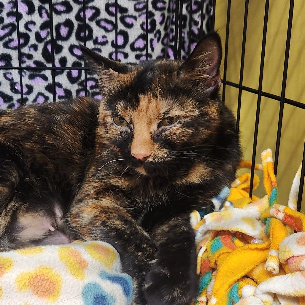 Enlarge Tigress, a Adoptable Domestic Short Hair in Brighton, MO image 3/6
