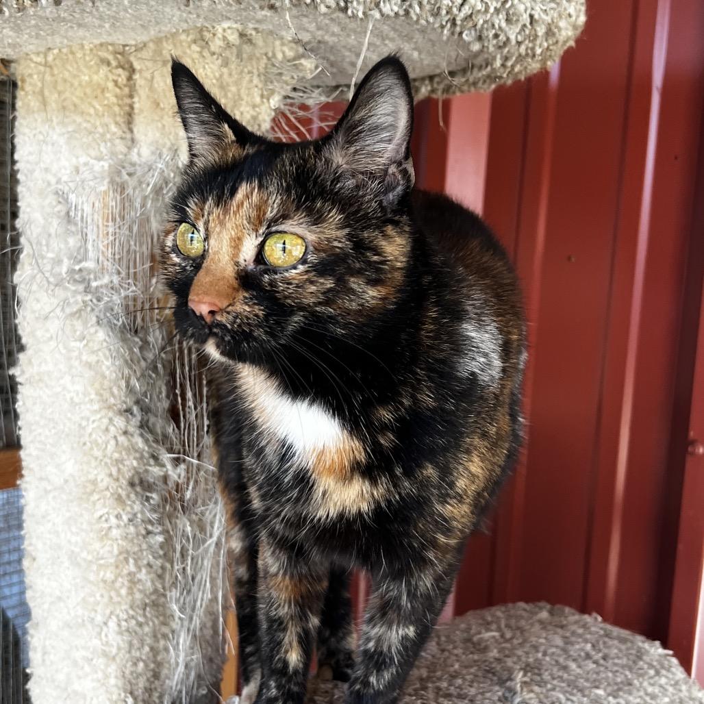 Enlarge Tigress, a Adoptable Domestic Short Hair in Brighton, MO image 4/6